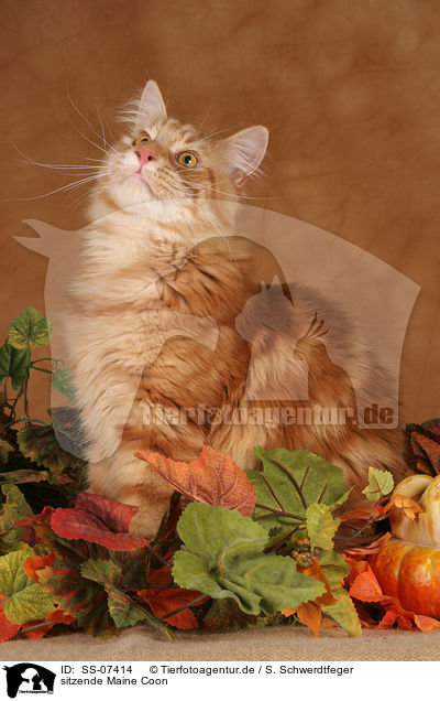 sitzende Maine Coon / sitting Maine Coon / SS-07414