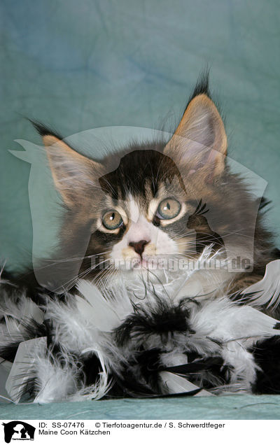 Maine Coon Ktzchen / Maine Coon Kitten / SS-07476