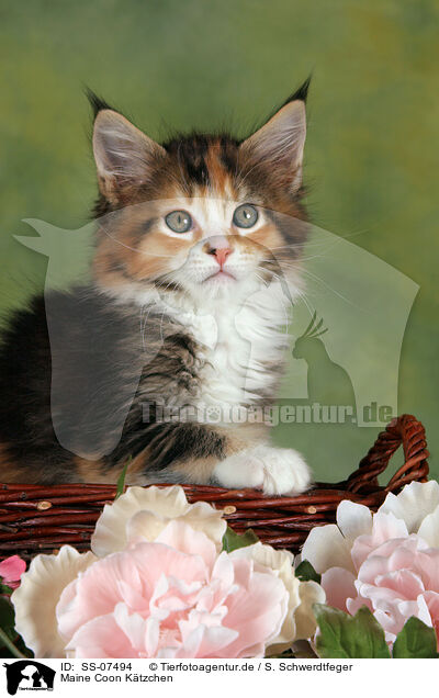 Maine Coon Ktzchen / Maine Coon Kitten / SS-07494