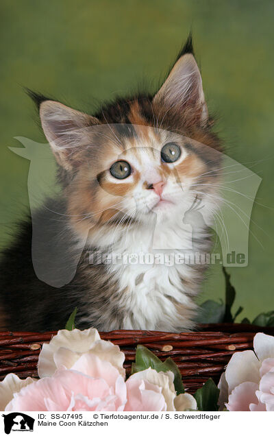 Maine Coon Ktzchen / Maine Coon Kitten / SS-07495