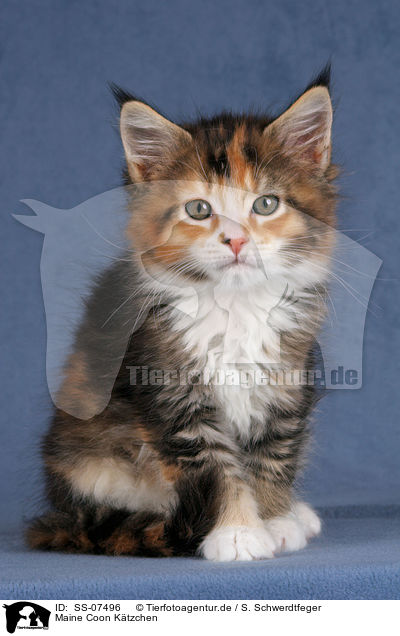 Maine Coon Ktzchen / Maine Coon Kitten / SS-07496