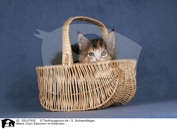 Maine Coon Ktzchen im Krbchen / Maine Coon Kitten in basket / SS-07502