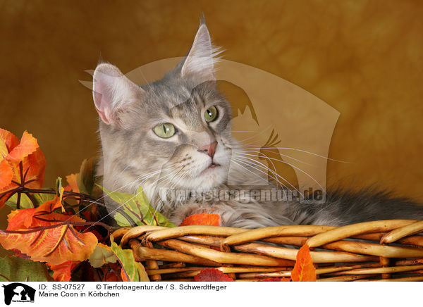 Maine Coon in Krbchen / Maine Coon in basket / SS-07527