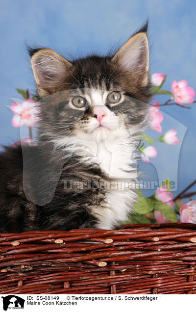 Maine Coon Ktzchen / Maine Coon kitten / SS-08149