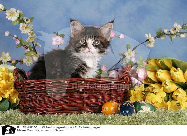 Maine Coon Ktzchen zu Ostern / Maine Coon kitten at Easter / SS-08151