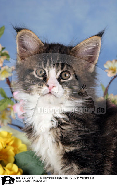 Maine Coon Ktzchen / Maine Coon kitten / SS-08154