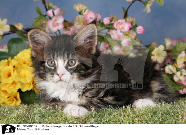 Maine Coon Ktzchen / Maine Coon kitten / SS-08157