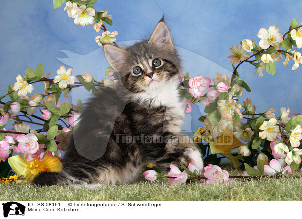 Maine Coon Ktzchen / Maine Coon kitten / SS-08161