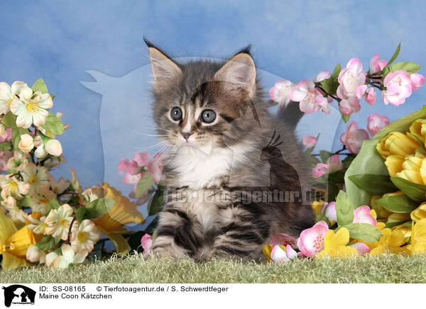 Maine Coon Ktzchen / SS-08165