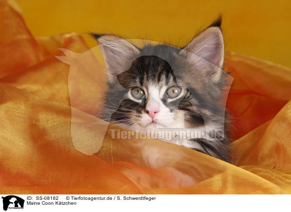 Maine Coon Ktzchen / Maine Coon kitten / SS-08182