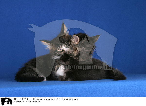 2 Maine Coon Ktzchen / 2 Maine Coon kitten / SS-08183