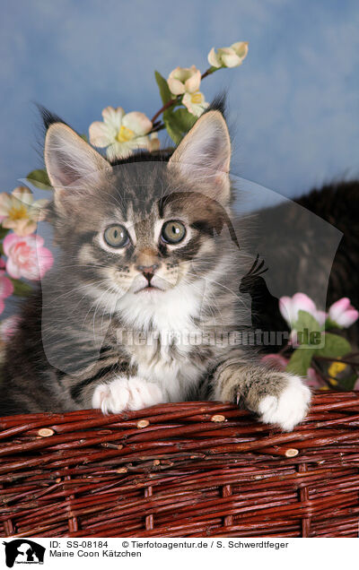 Maine Coon Ktzchen / SS-08184