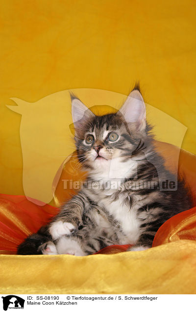 Maine Coon Ktzchen / Maine Coon kitten / SS-08190