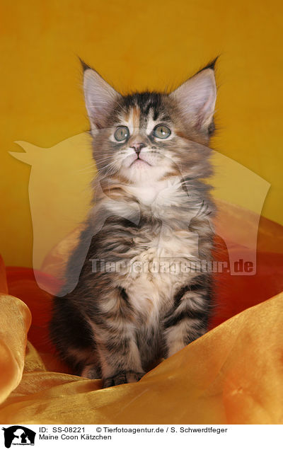 Maine Coon Ktzchen / Maine Coon kitten / SS-08221