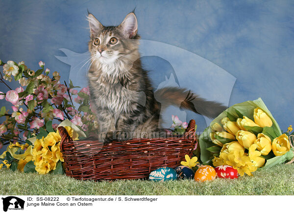 junge Maine Coon an Ostern / young Maine Coon at Easter / SS-08222