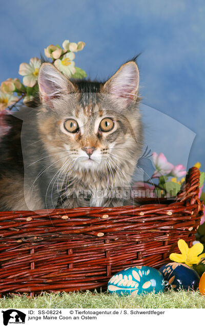 junge Maine Coon an Ostern / young Maine Coon at Easter / SS-08224