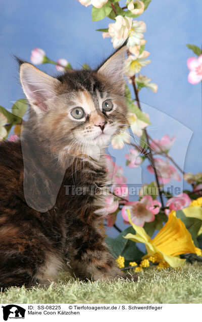 Maine Coon Ktzchen / Maine Coon kitten / SS-08225