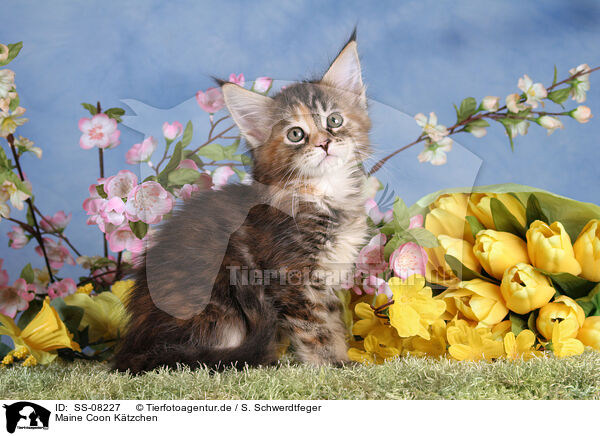 Maine Coon Ktzchen / Maine Coon kitten / SS-08227