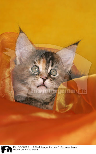 Maine Coon Ktzchen / Maine Coon kitten / SS-08236