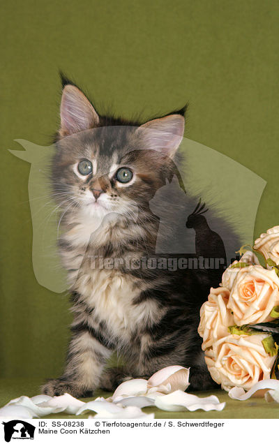 Maine Coon Ktzchen / Maine Coon kitten / SS-08238