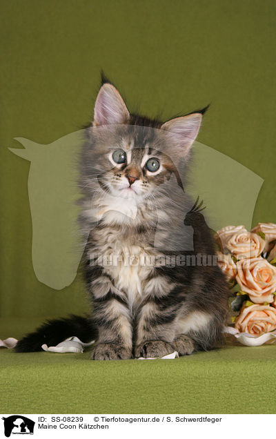 Maine Coon Ktzchen / Maine Coon kitten / SS-08239