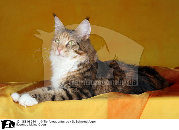 liegende Maine Coon / lying Maine Coon / SS-08240