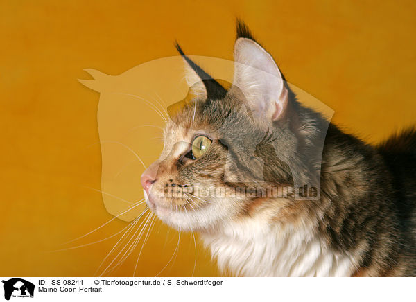 Maine Coon Portrait / Maine Coon Portrait / SS-08241