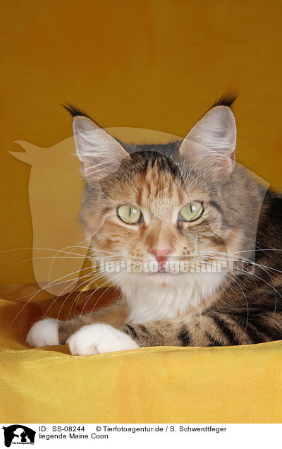 liegende Maine Coon / lying Maine Coon / SS-08244