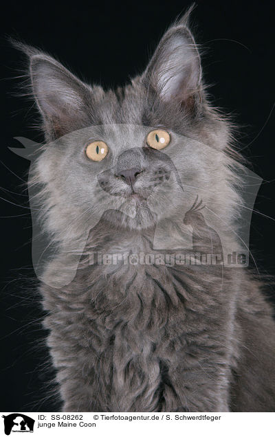 junge Maine Coon / young Maine Coon / SS-08262