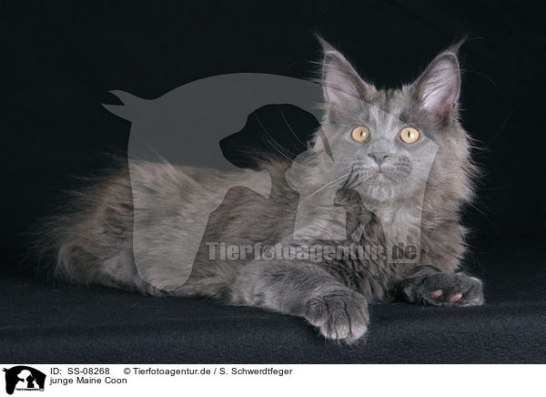 junge Maine Coon / young Maine Coon / SS-08268