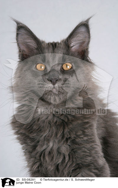 junge Maine Coon / young Maine Coon / SS-08281