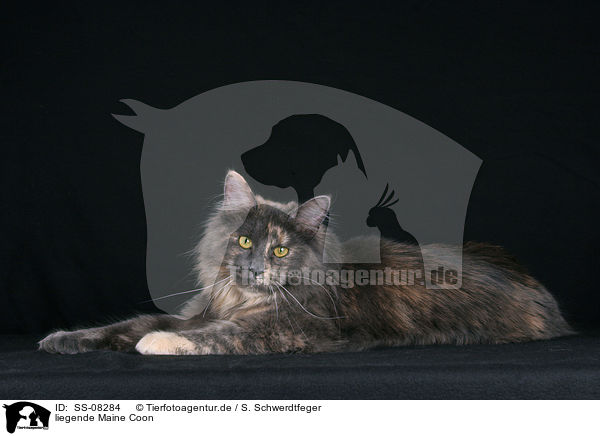 liegende Maine Coon / lying Maine Coon / SS-08284