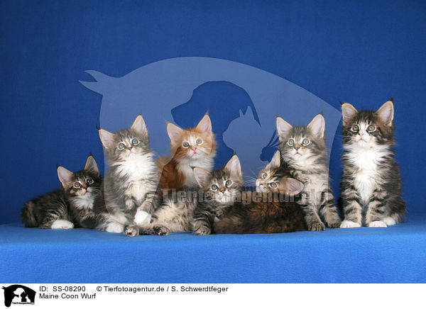 Maine Coon Wurf / Maine Coon litter / SS-08290