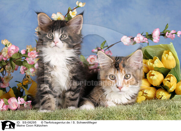 Maine Coon Ktzchen / Maine Coon Kitten / SS-08295