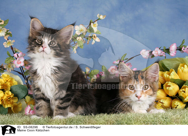 Maine Coon Ktzchen / Maine Coon Kitten / SS-08296