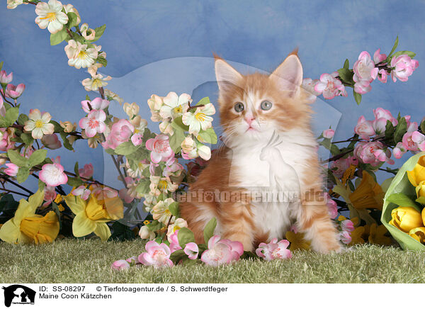 Maine Coon Ktzchen / Maine Coon Kitten / SS-08297