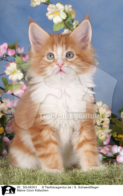 Maine Coon Ktzchen / Maine Coon Kitten / SS-08301