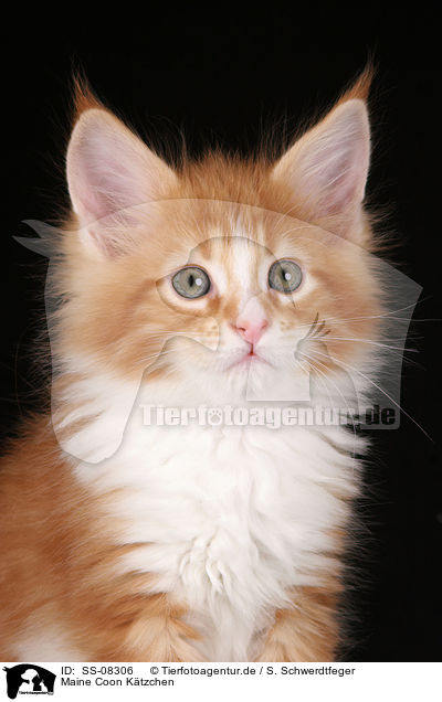 Maine Coon Ktzchen / Maine Coon Kitten / SS-08306