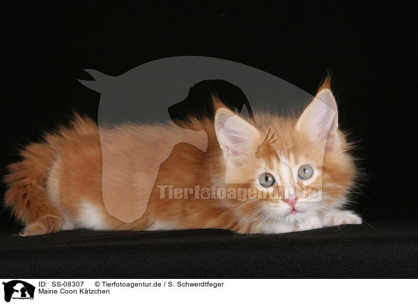 Maine Coon Ktzchen / Maine Coon Kitten / SS-08307