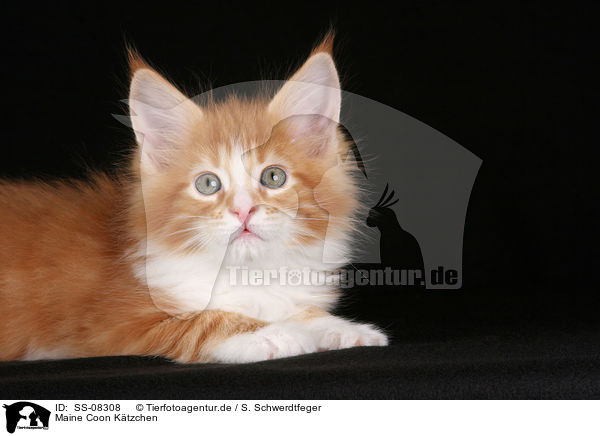 Maine Coon Ktzchen / Maine Coon Kitten / SS-08308