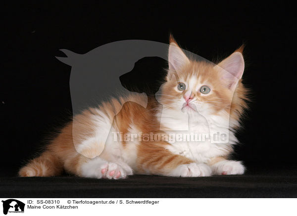 Maine Coon Ktzchen / Maine Coon Kitten / SS-08310