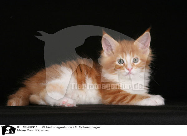 Maine Coon Ktzchen / Maine Coon Kitten / SS-08311