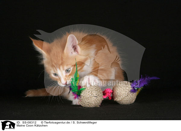 Maine Coon Ktzchen / Maine Coon Kitten / SS-08312