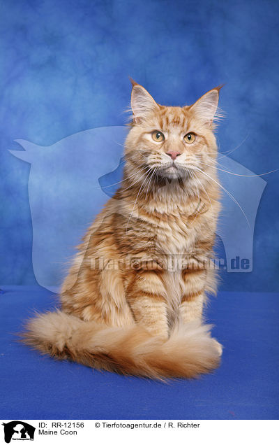 Maine Coon / Maine Coon / RR-12156