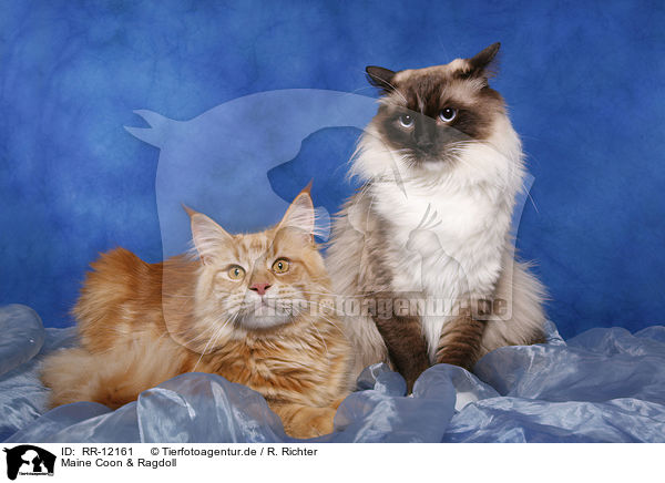 Maine Coon & Ragdoll / Maine Coon & Ragdoll / RR-12161