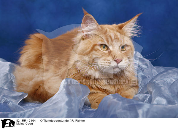 Maine Coon / Maine Coon / RR-12164