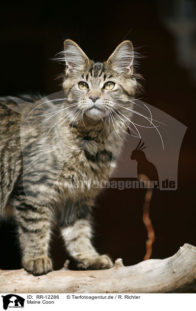 Maine Coon / Maine Coon / RR-12286