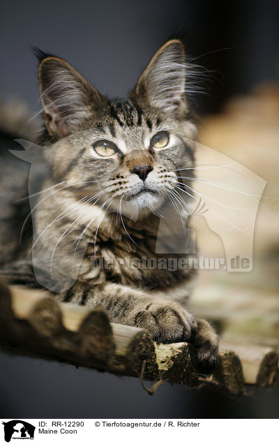 Maine Coon / Maine Coon / RR-12290