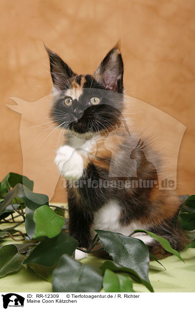 Maine Coon Ktzchen / Kitten / RR-12309