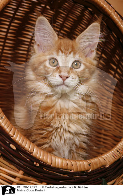 Maine Coon Portrait / Maine Coon Portrait / RR-12323